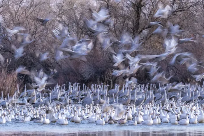 Framed Print : USA, New Mexico, Bernardo Wildlife Management Area. Snow geese Framed Print : USA, New Mexico, Bernardo Wildlife Management Area. Snow geese