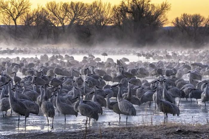 Framed Print : USA, New Mexico, Bernardo Wildlife Management Area. Sandhill cranes at dawn in partially frozen pond Framed Print : USA, New Mexico, Bernardo Wildlife Management Area. Sandhill cranes at dawn in partially frozen pond