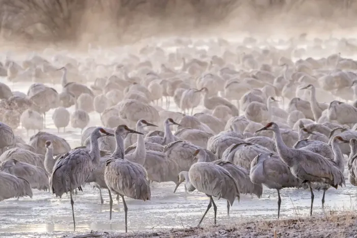 Framed Print : USA, New Mexico, Bernardo Wildlife Management Area. Sandhill cranes at dawn in partially frozen pond Framed Print : USA, New Mexico, Bernardo Wildlife Management Area. Sandhill cranes at dawn in partially frozen pond