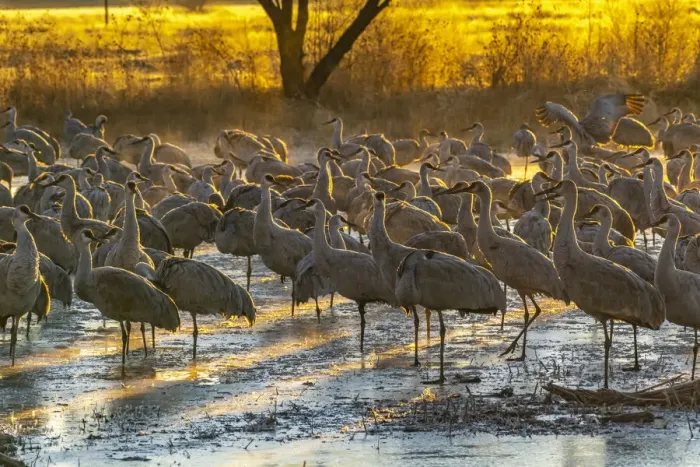 Framed Print : USA, New Mexico, Bernardo Wildlife Management Area. Sandhill cranes at dawn in partially frozen pond