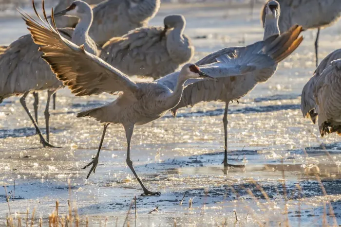 Framed Print : USA, New Mexico, Bernardo Wildlife Management Area. Sandhill cranes at dawn in partially frozen pond