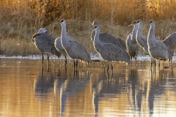 Framed Print : USA, New Mexico, Bernardo Wildlife Management Area. Sandhill cranes at dawn in pond Framed Print : USA, New Mexico, Bernardo Wildlife Management Area. Sandhill cranes at dawn in pond