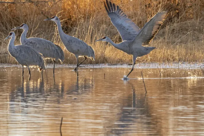 Framed Print : USA, New Mexico, Bernardo Wildlife Management Area. Sandhill crane running to take off from pond Framed Print : USA, New Mexico, Bernardo Wildlife Management Area. Sandhill crane running to take off from pond