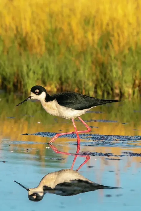 Framed Print : USA, New Mexico. Black-necked stilt reflects in water. ©Cathy & Gordon Illg / Jaynes Gallery / DanitaDelimont.com Framed Print : USA, New Mexico. Black-necked stilt reflects in water. ©Cathy & Gordon Illg / Jaynes Gallery / DanitaDelimont.com