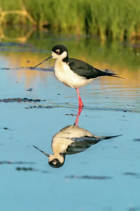 Framed Print : USA, New Mexico. Black-necked stilt reflects in water. ©Cathy & Gordon Illg  /  Jaynes Gallery  /  DanitaDelimont.com