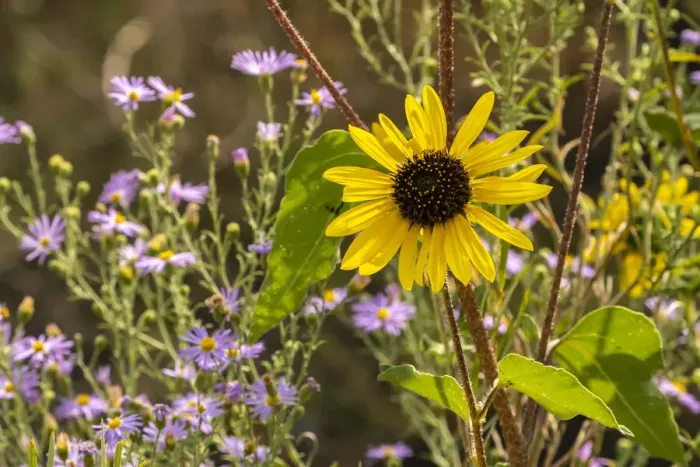 Framed Print : USA, New Mexico. Blooming sunflower and asters Framed Print : USA, New Mexico. Blooming sunflower and asters
