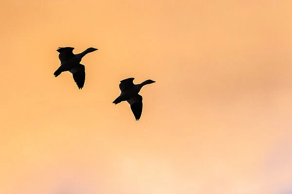 USA, New Mexico, BosquA del Apache National Wildlife Refuge. Lone sandhill goose flying at sunset
