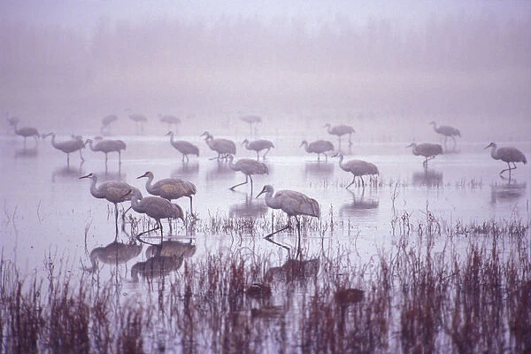 USA; New Mexico; Bosque del Apache National Wildlife Refuge. An entire group of
