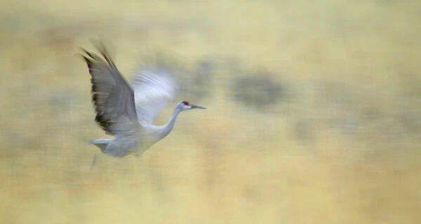 USA, New Mexico, Bosque del Apache National Wildlife Reserve. Abstract of sandhill crane running