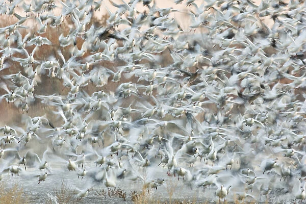 USA, New Mexico, Bosque del Apache National Wildlife Refuge. Snow geese blast off from a pond