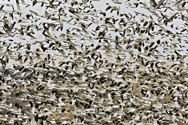 USA, New Mexico, Bosque del Apache National Wildlife Refuge. Flock of snow geese takes flight