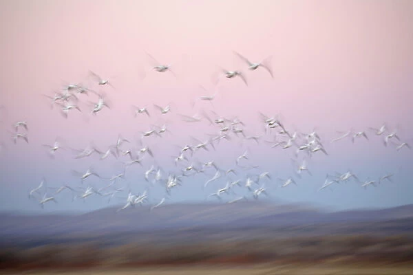 USA, New Mexico, Bosque del Apache National Wildlife Refuge. Abstract of snow geese