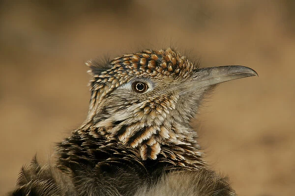 USA, New Mexico, Bosque del Apache National Wildlife Reserve. Head portrait of great roadrunner
