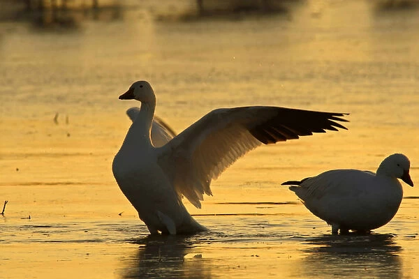 USA, New Mexico, Bosque del Apache National Wildlife Refuge. Snow geese backlit at sunrise