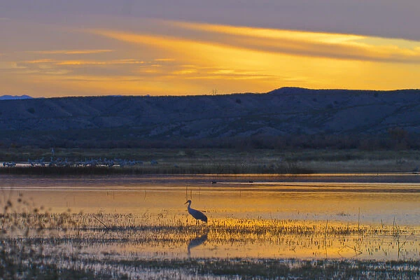 USA, New Mexico, Bosque Del Apache National Wildlife Refuge. Solitary greater sandhill