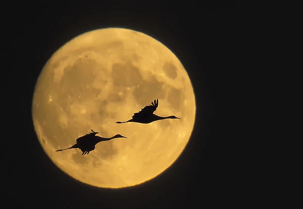 USA, New Mexico, Bosque del Apache National Wildlife Reserve, Sandhill cranes flying
