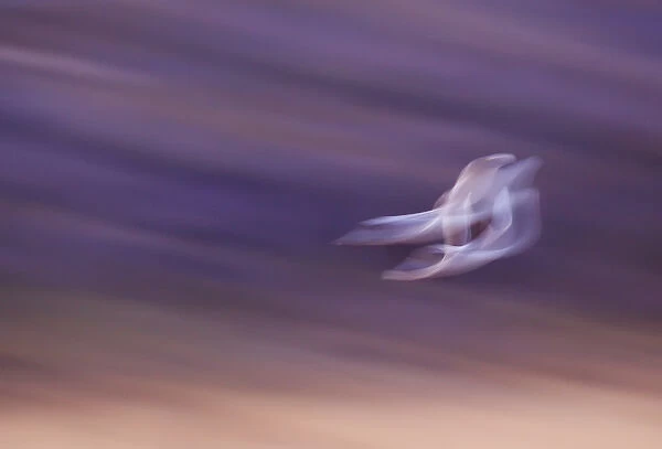 USA, New Mexico, Bosque del Apache National Wildlife Reserve, Abstract of two snow geese in flight