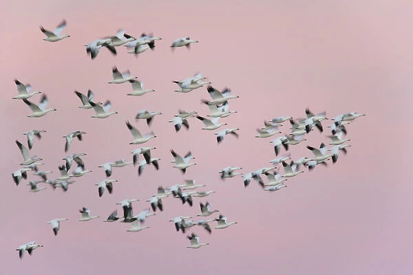 USA, New Mexico, Bosque del Apache National Wildlife Refuge. Snow geese in flight against pink sky
