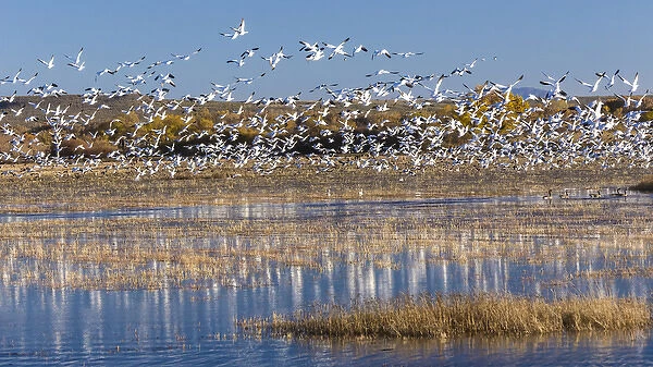 USA, New Mexico, Bosque del Apache National Wildlife Refuge. Snow geese take flight