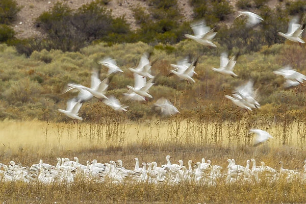 USA, New Mexico, Bosque Del Apache National Wildlife Refuge. Snow geese taking flight