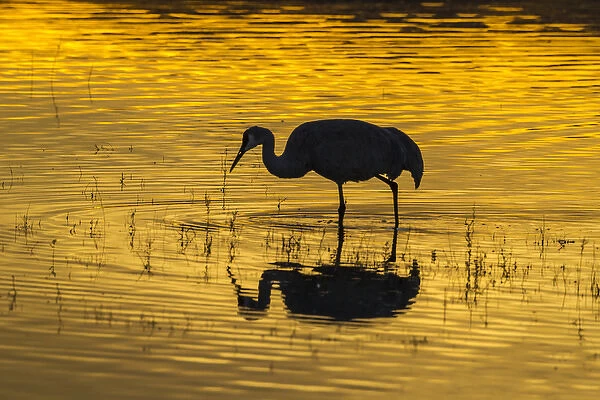 USA, New Mexico, Bosque Del Apache National Wildlife Refuge, sandhill cranes & sunset Credit as