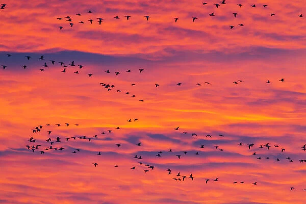 USA, New Mexico, Bosque Del Apache National Wildlife Refuge. Snow geese flying at sunrise