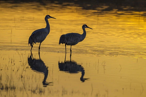 USA, New Mexico, Bosque Del Apache National Wildlife Refuge. Sandhill cranes at sunset