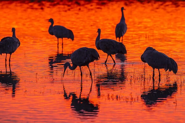 USA, New Mexico, Bosque Del Apache National Wildlife Refuge. Sandhill cranes at sunset