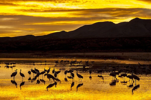 USA, New Mexico, Bosque Del Apache National Wildlife Refuge. Sandhill cranes at sunrise