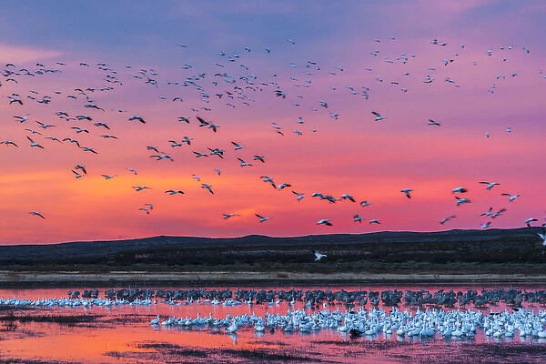 USA, New Mexico, Bosque Del Apache National Wildlife Refuge. Snow geese at sunset