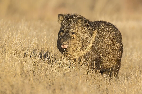 USA, New Mexico, Bosque Del Apache National Wildlife Refuge. Javelina close-up in grass