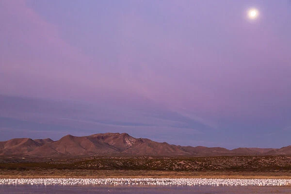 USA, New Mexico, Bosque del Apache National Wildlife Refuge. Flying birds and full moon at sunrise