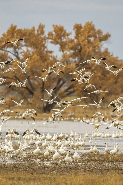 USA, New Mexico, Bosque Del Apache National Wildlife Refuge. Birds taking off from flock