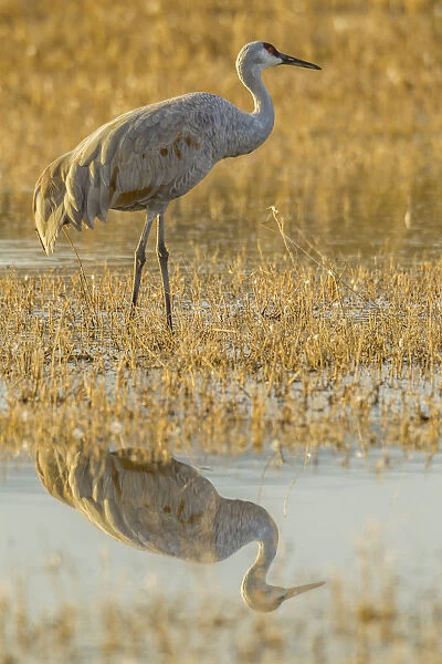 USA, New Mexico, Bosque Del Apache National Wildlife Refuge. Sandhill crane reflects in water