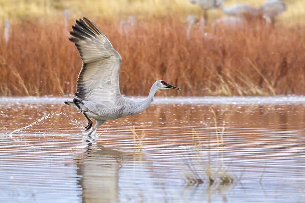 USA, New Mexico, Bosque del Apache National Wildlife Refuge. Sandhill crane flying from water