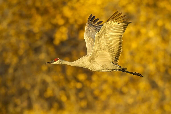 USA, New Mexico, Bosque del Apache National Wildlife Refuge. Sandhill crane flying