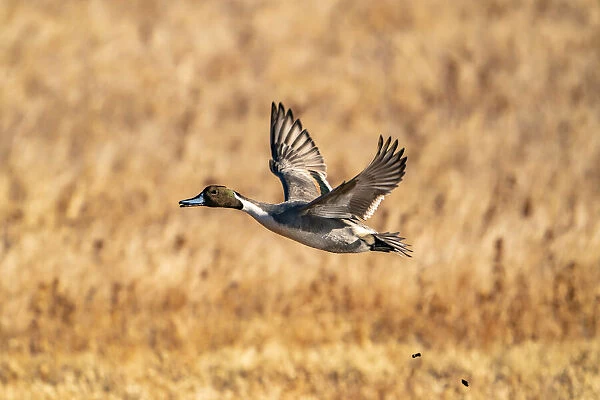 USA, New Mexico, Bosque del Apache National Wildlife Refuge. Pintail duck drake in flight