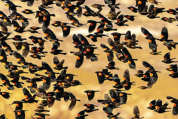 USA, New Mexico, Bosque Del Apache National Wildlife Refuge. Red-winged blackbird flock flying