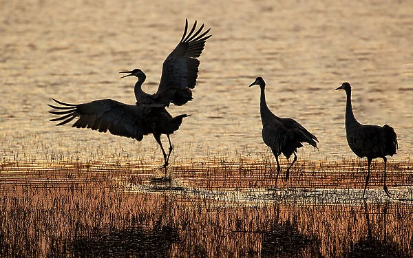 USA, New Mexico. Bosque Del Apache National Wildlife Refuge with sandhill cranes in pond silhouetted at sunset