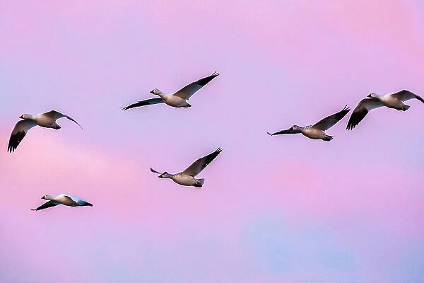 USA, New Mexico, Bosque Del Apache National Wildlife Refuge. Snow geese in flight at sunrise