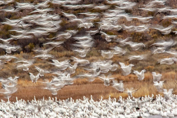 USA, New Mexico, Bosque Del Apache National Wildlife Refuge. Snow geese flock landing