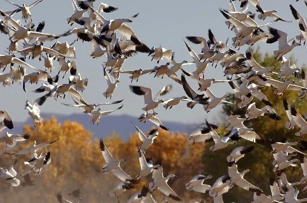 USA, New Mexico, Bosque del Apache National Wildlife Refuge, Snow Geese