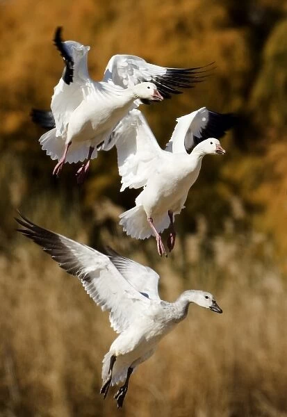 USA, New Mexico, Bosque del Apache National Wildlife Refuge, Snow Geese