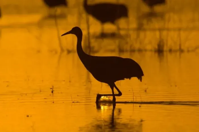 Framed Print : USA, New Mexico, Bosque del Apache National Wildlfe Refuge, Sandhill Crane