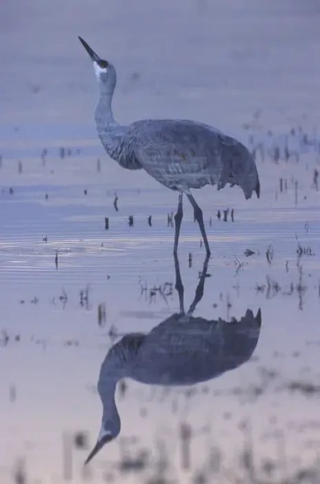 Framed Print : USA, New Mexico, Bosque del Apache National Wildlife Refuge. A sandhill crane standing Framed Print : USA, New Mexico, Bosque del Apache National Wildlife Refuge. A sandhill crane standing