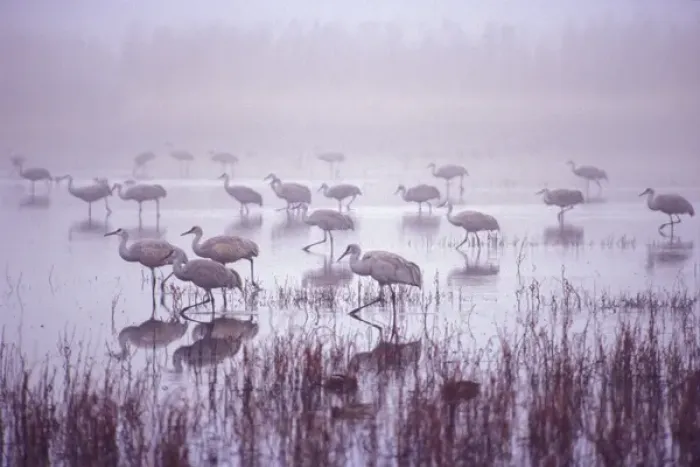 Framed Print : USA; New Mexico; Bosque del Apache National Wildlife Refuge. An entire group of Framed Print : USA; New Mexico; Bosque del Apache National Wildlife Refuge. An entire group of