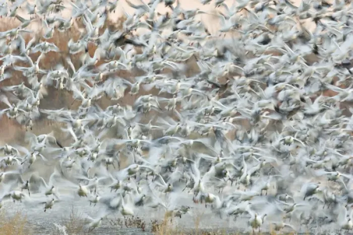 Framed Print : USA, New Mexico, Bosque del Apache National Wildlife Refuge. Snow geese blast off from a pond Framed Print : USA, New Mexico, Bosque del Apache National Wildlife Refuge. Snow geese blast off from a pond