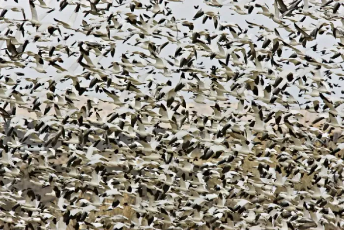 Framed Print : USA, New Mexico, Bosque del Apache National Wildlife Refuge. Flock of snow geese takes flight Framed Print : USA, New Mexico, Bosque del Apache National Wildlife Refuge. Flock of snow geese takes flight