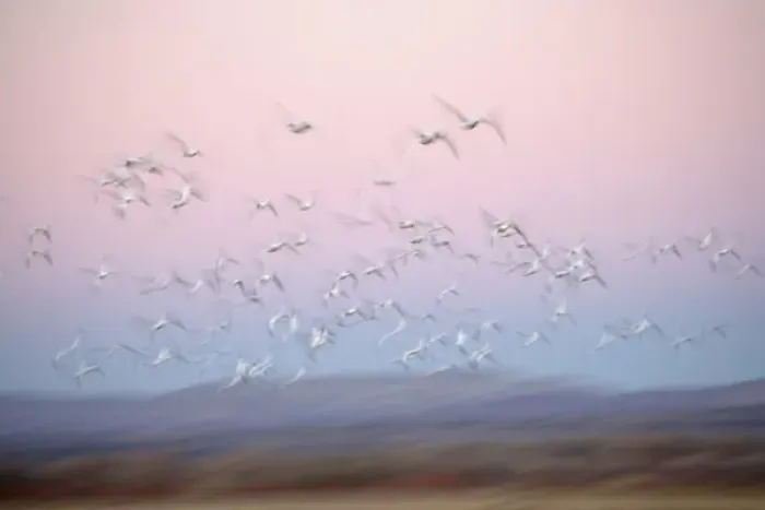 Framed Print : USA, New Mexico, Bosque del Apache National Wildlife Refuge. Abstract of snow geese Framed Print : USA, New Mexico, Bosque del Apache National Wildlife Refuge. Abstract of snow geese