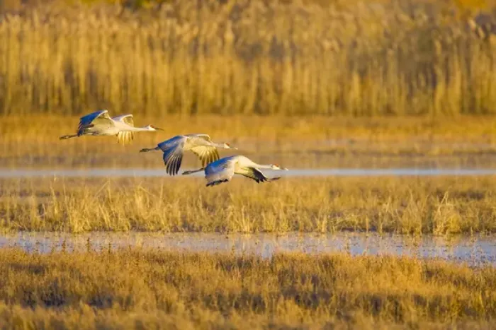 Framed Print : USA, New Mexico, Bosque del Apache National Wildlife Refuge. Greater sandhill cranes